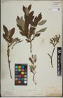 Foto von Salix lapponum L.